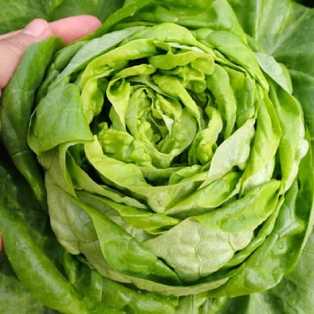 Thompson & Morgan Organic Lettuce Sylvesta 1 Seed Packet (150 Seeds)