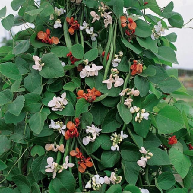 Thompson & Morgan Runner Bean Summer Flowered Mixed 1 Seed Packet