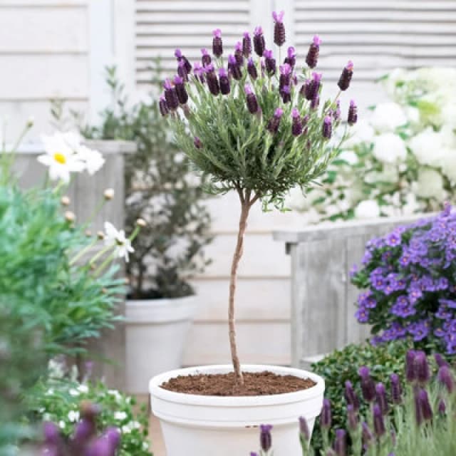 You Garden Yougarden Lavender 'anouk' Mini Standard, 12Cm Pot, Ready To Plant, Fragrant And Bee-Friendly