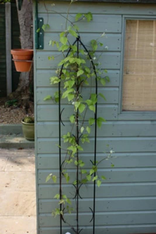 Poppy Forge Single Gothic Screen - Decorative Garden Screen, Plant Support - Solid Steel - W24 X H180 Cm - Black