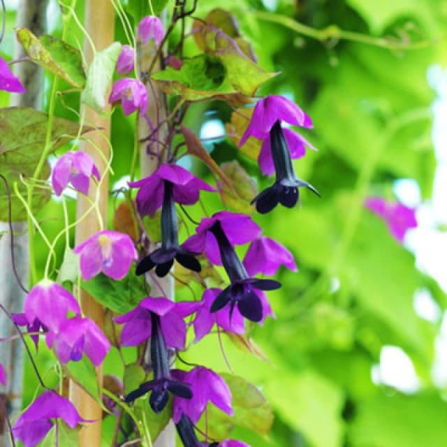 Thompson & Morgan Rhodochiton Atrosanguineum 1 Seed Packet (10 Seeds)