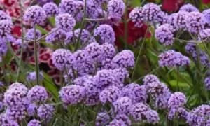 Perennial Verbena Buenos Aires Potted Plants, One, Purple