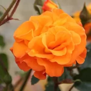 YouGarden Rose 'Precious Amber'