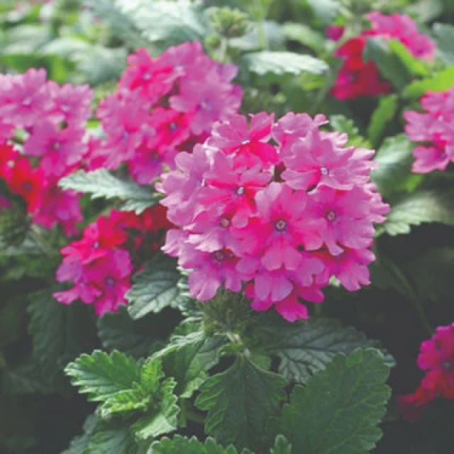 Thompson & Morgan Verbena Nana Compacta Magenta Flower Seeds - Long Flowering Carpet Of Colour (60 Seeds)