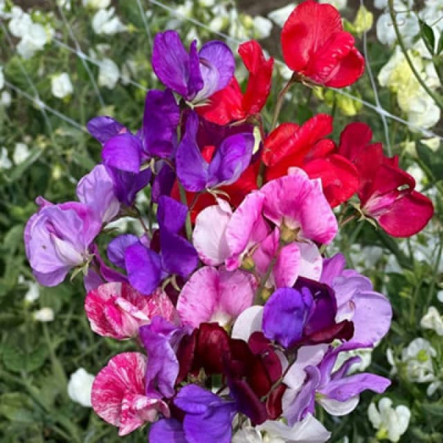 Thompson & Morgan Sweet Pea Scentsational Mix Seeds - Mixed Colours Long Flowering Hardy Annual Approx 25 Seeds