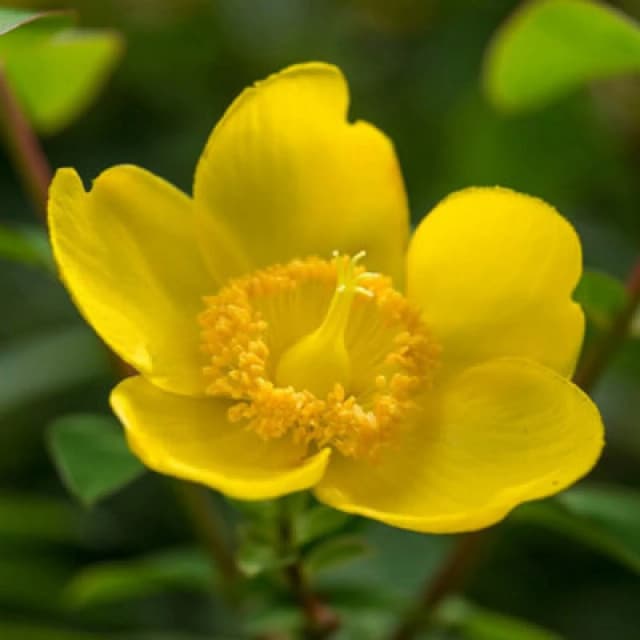Thompson & Morgan Hypericum Hidcote 3 Litre Potted Plant X 1