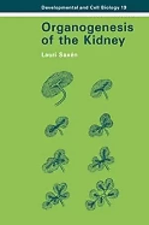 organogenesis of the kidney