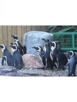 Virgin Experience Days Paradise Wildlife Park Animal Adoption