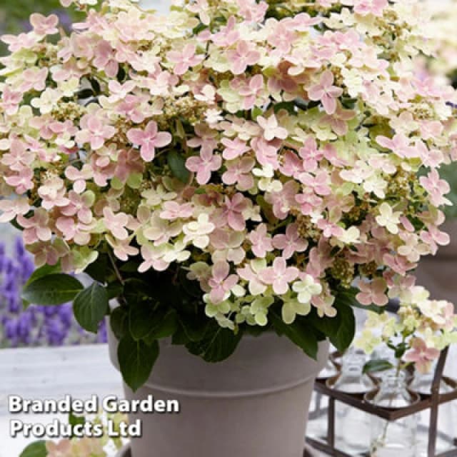 Thompson & Morgan Hydrangea Paniculata Switch Ophelia - 1 X 9Cm Potted Plant