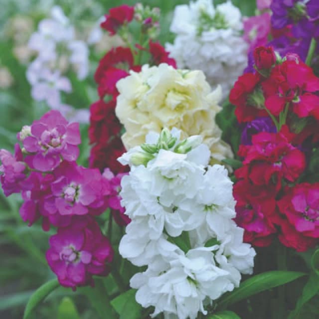 Thompson & Morgan Stocks Dwarf Ten Week Mixed 1 Packet (250 Seeds)