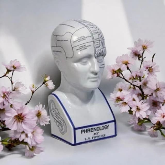 Minster 16" Phrenology Head Ornament - Ceramic - L15 X W15 X H40 Cm