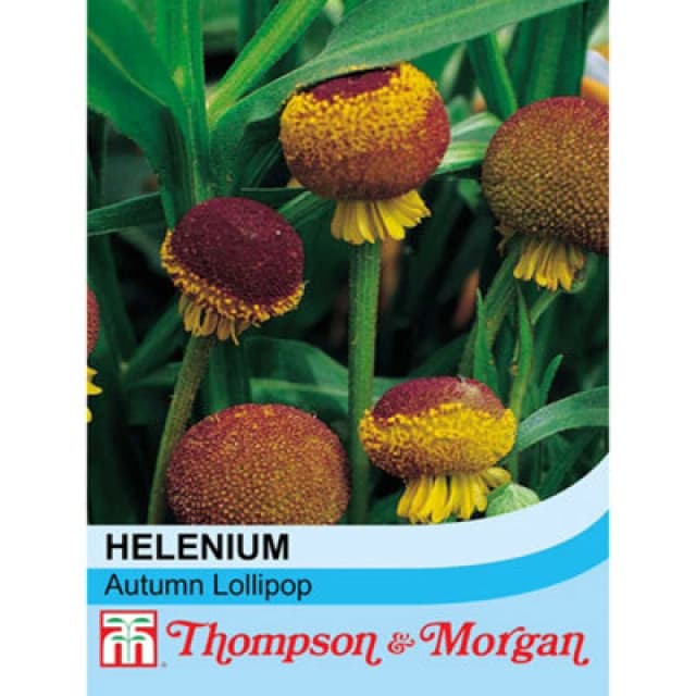Thompson & Morgan Helenium Puberulum Autumn Lollipop 1 Seed Packet (80 Seeds)