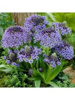 Scilla Peruviana (Caribbean Lily) Bulbs X 3