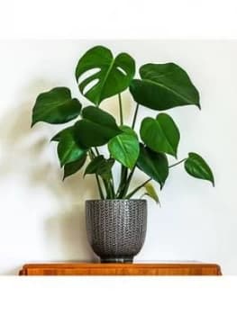 Monstera (Swiss Cheese Plant) 14Cm Pot 50Cm Tall
