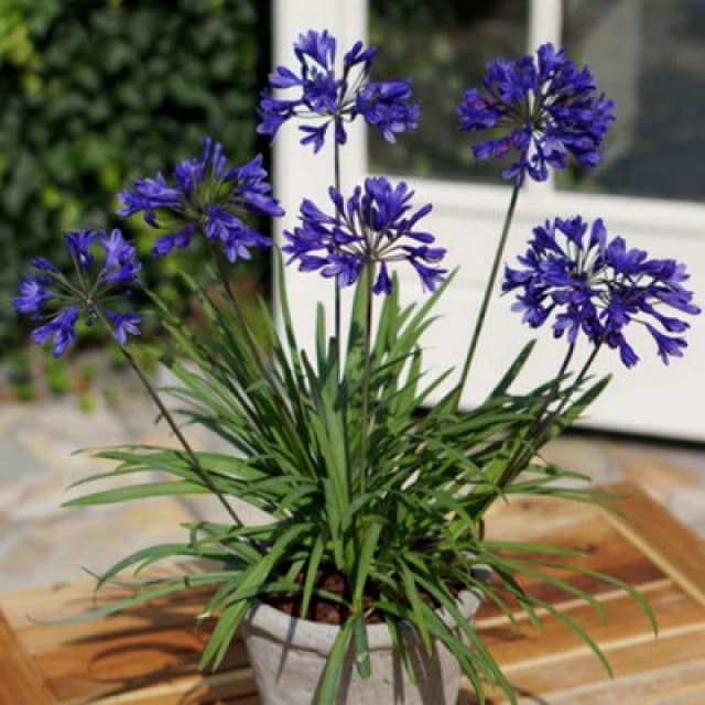 Thompson & Morgan Agapanthus Brilliant Blue 3 Litre Potted Plant X 1