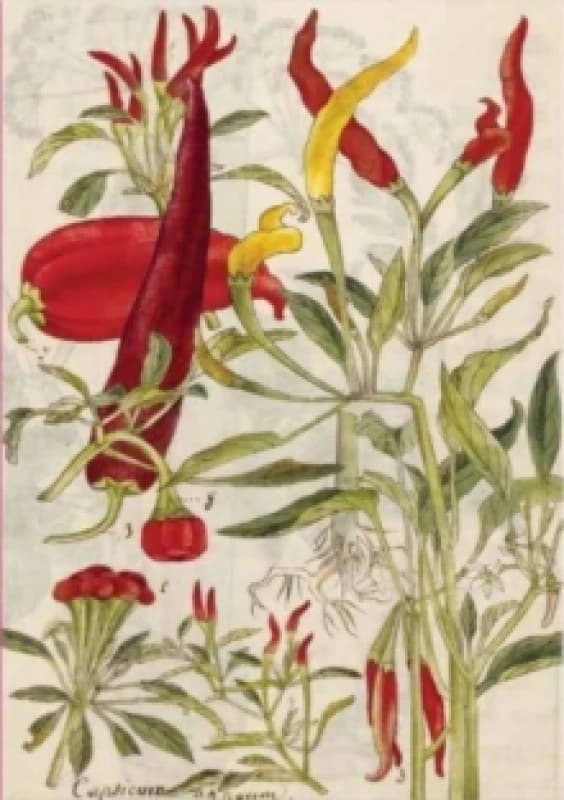 Chilies & Spinach Hardcover Journal: Blank Notebook. Hardback. By Tuttle Studio Books