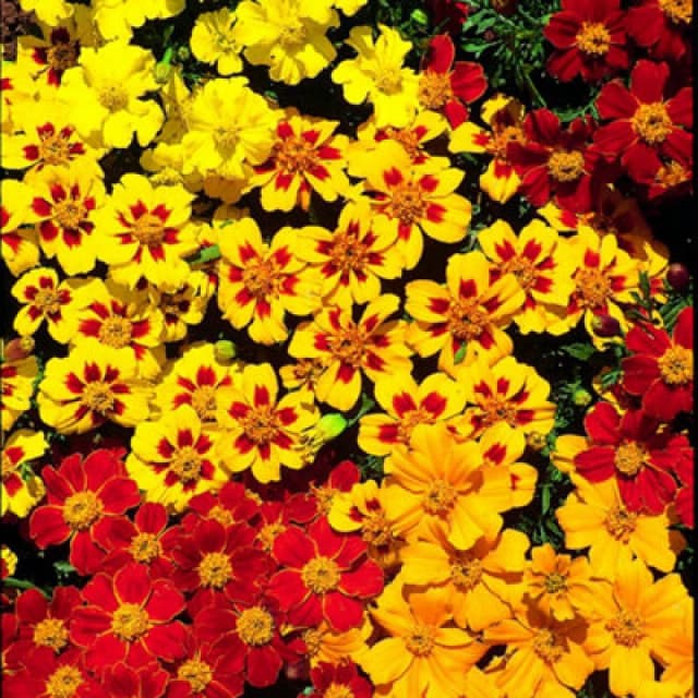 Thompson & Morgan Marigold French Fantasia Mix 1 Packet (90 Seeds)