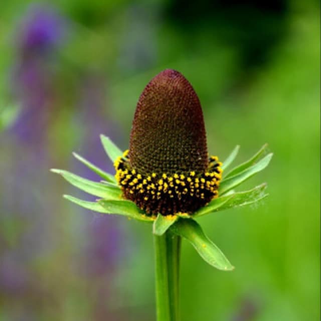 Thompson & Morgan Rudbeckia Occidentalis Green Wizard Hardy Perennial Coneflower - 30 Seeds