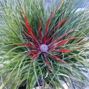 YouGarden Bromeliad 'Fasicularia bicolour' Hardy 1L - Brown