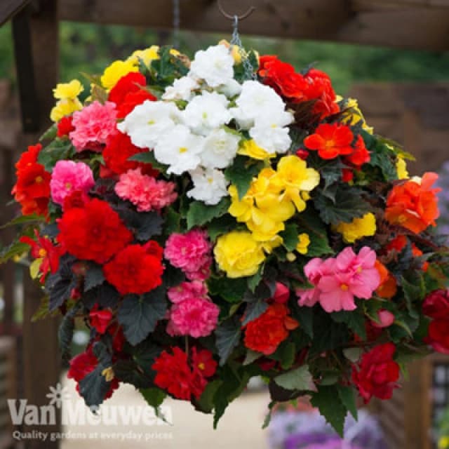 Thompson & Morgan Begonia Nonstop Mixed 24 Plug Plants