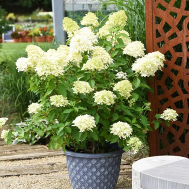 Thompson & Morgan Hydrangea Paniculata Skyfall 3 Litre Potted Plant X 1