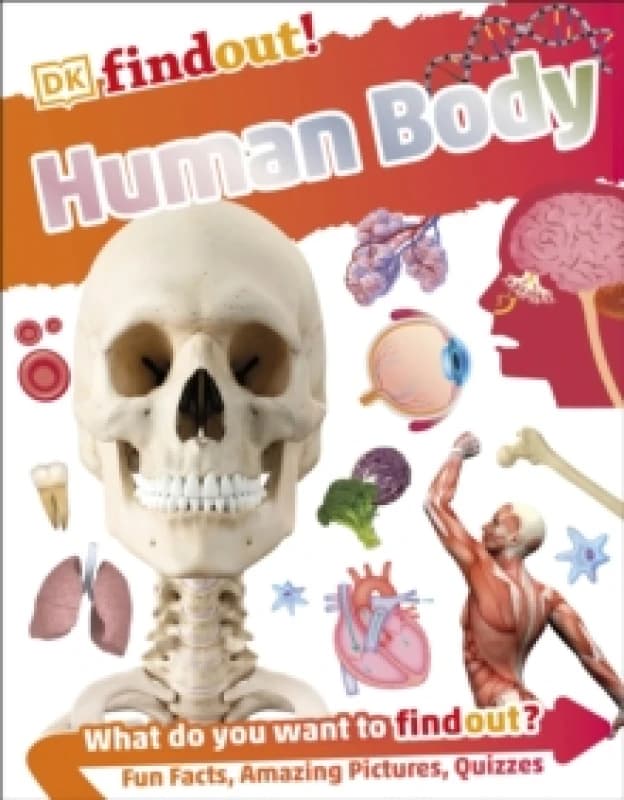 DKfindout! Human Body Paperback / softback