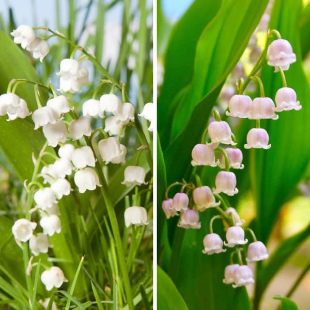 Yougarden Pink And White Convallaria Pip Collection, 15 X Fragrant Flowering Pips, Ready To Plant Woodland Garden Colour For Pots