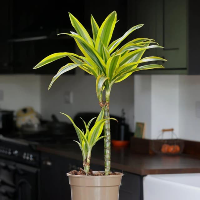 YouGarden Dracaena deremensis Lemon & Lime (17cm 2 Stem) Multi unisex 17cm pot