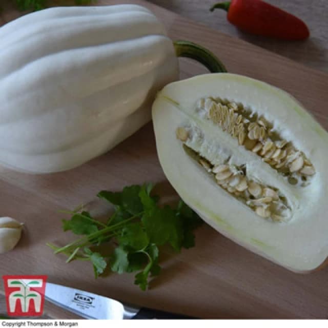 Thompson & Morgan Winter Squash Mashed Potatoes 1 Seed Packet (12 Seeds)