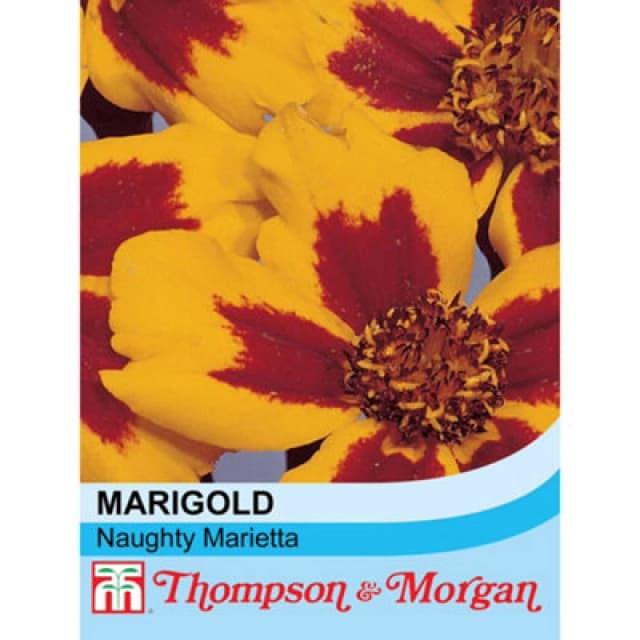 Thompson & Morgan Marigold Naughty Marietta Rhs Kids 1 Packet (100 Seeds)