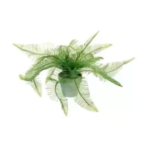 Crossland Grove Potted Fern Feather 500X500X400Mm