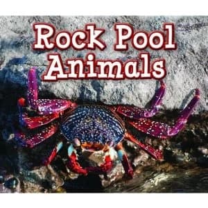 Rock Pool Animals by Sian Smith (Paperback, 2015)