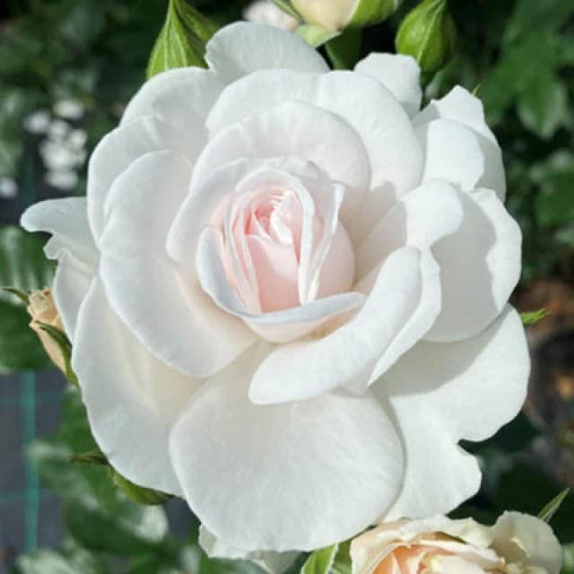 Yougarden Harkness Rose 'silver Wedding 25Th Anniversary' , 1 X 4 Litre Pot, White Pink Flowers, Ready To Plant Garden Shrub
