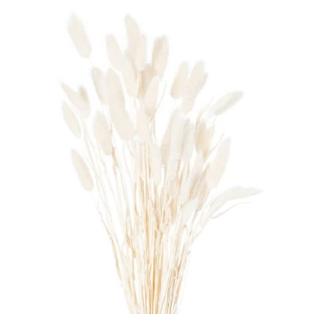 Hill Interiors Dried White Bunny Tail Bunch Of 60