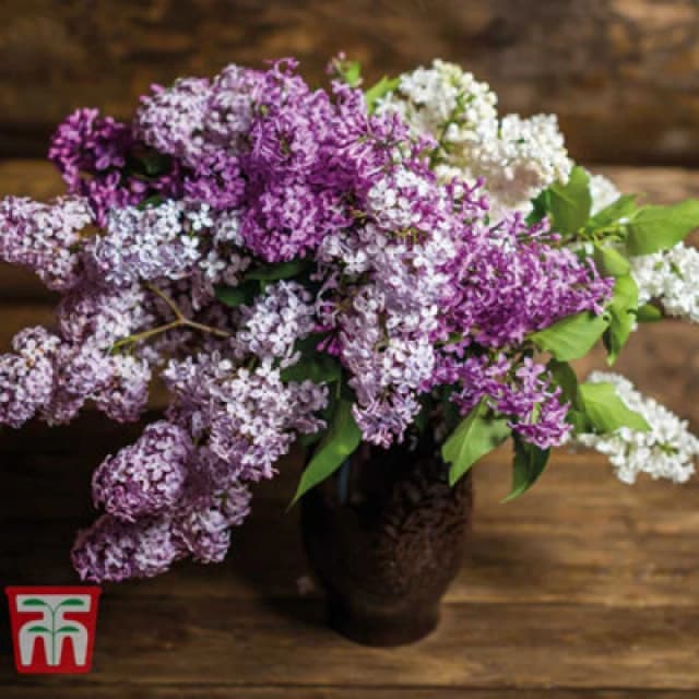 Thompson & Morgan Lilac 'miss Kim' Syringa 9Cm Potted Plant X 1
