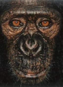 James and Other Apes by James Mollison Hardback
