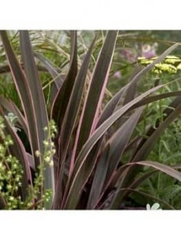 Phormium Sundowner Pink 5L Pot