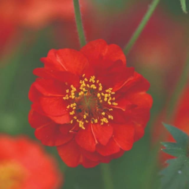 Geum Blazing Sunset Seeds Hardy Perennial Scarlet Flowers 35 Seeds By Thompson & Morgan