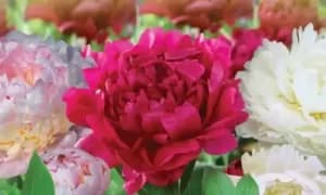 Peony Collection: Three Plants