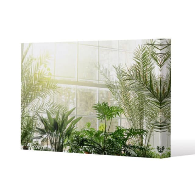 Benjamin Tate Design Green Plants In Botanical Gardens Slim Style Canvas Print 50X60Cm , 15mm Slim Real Wood.