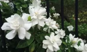 Gardenia Crown Jewels Plant in 9cm Pot, Two, Green