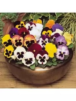 Pansy Matrix Mixed 20 Garden Ready Plants
