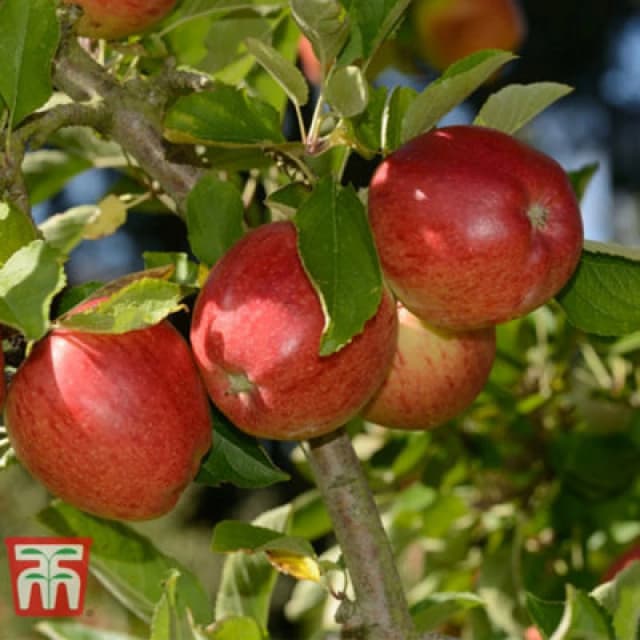 Thompson & Morgan Apple (Malus) Mini Braeburn - Potted Plant X 1 (9Cm Pot)