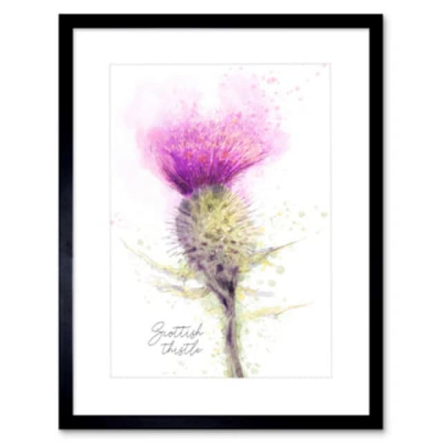 Wee Blue Coo Scottish Thistle Flower Head Watercolour Scotland Framed Wall Art Print
