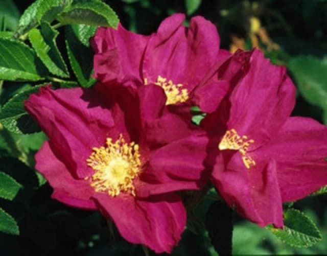 Inspirational Gifting 1-2ft Red Hedging Rose (Rosa Rugosa 'rubra') Bare Root Hedging Plants Tree Sapling - Pack Of 10