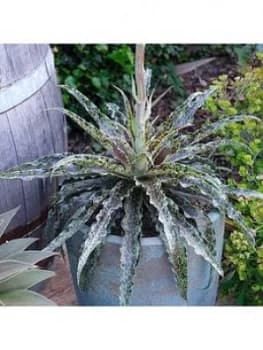 Mangave 'Mint Chocolate Chip'; 19Cm Pot