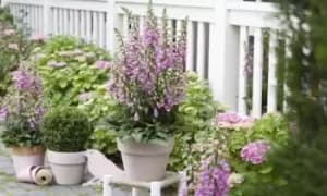 Foxglove Panther Plants, 10