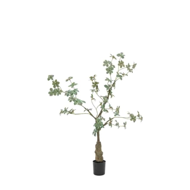 Crossland Grove Potted Rhodoleia 3ft Tree, Green 5056693592754