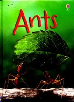 Ants by Lucy Bowman Hardback