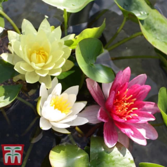 Thompson & Morgan Water Lily (Nymphaea) Trio Collection + Pond Basket X 1